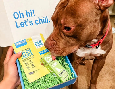 CBD Drops For Dogs: Exploring The Benefits & Uses