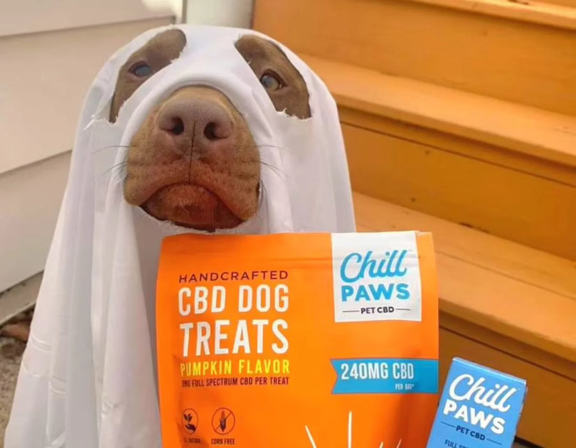CBD Oil Vs. CBD Edibles For Dogs Differences Chill Paws