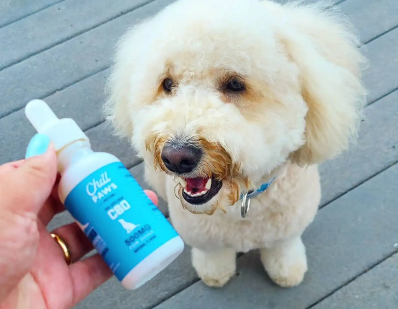 CBD to Soothe Your Pup's Fireworks Fears Blog Chill Paws