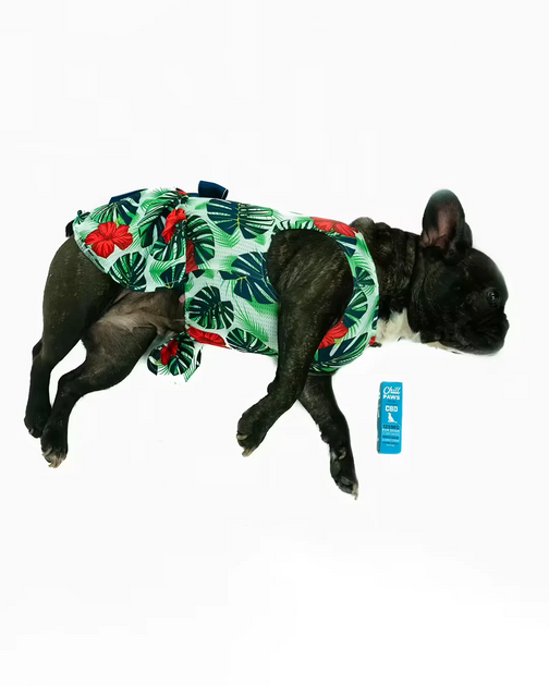Image showcasing Inflammatory Bowel Disease in Dogs – Could CBD Help?