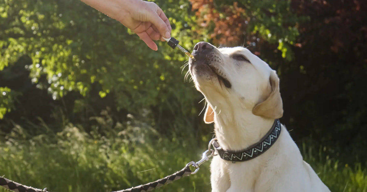Dog CBD Dosage How To Determine Amount Chill Paws