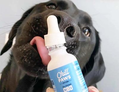 Exploring the Full Range of Benefits of CBD for Pets