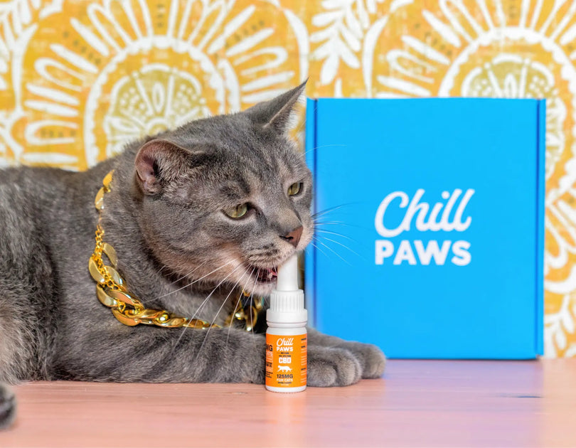 CBD for Pets: Reducing Pain & Inflammation | Chill Paws - Feline Uti Natural Pain Management With Cbd