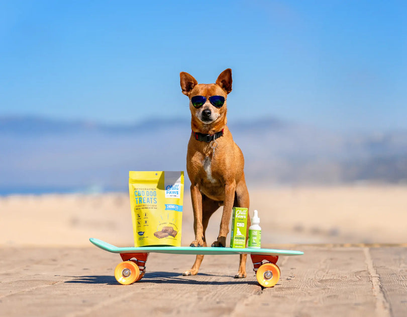 Using Hemp Treats for Dog Anxiety A Guide Chill Paws