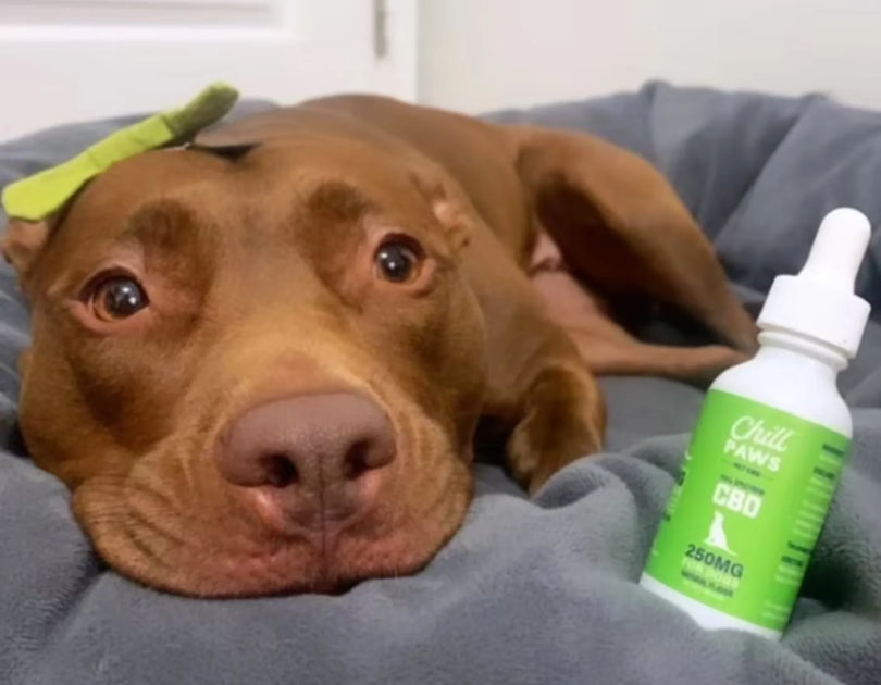 Joint Pain in Pets FAQ Chill Paws