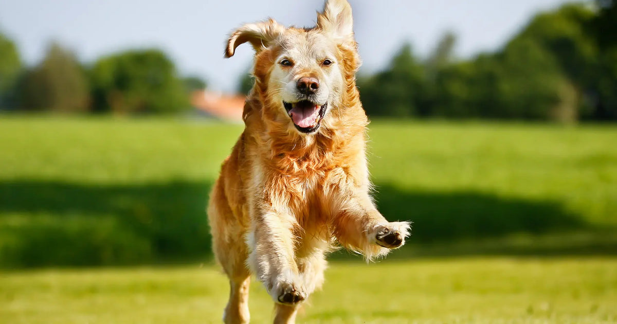 Curated visual reference: Visual Reference: The Role Of Exercise In Managing Anxiety In Dogs