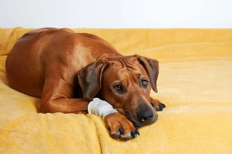 Dog in sales heat shaking