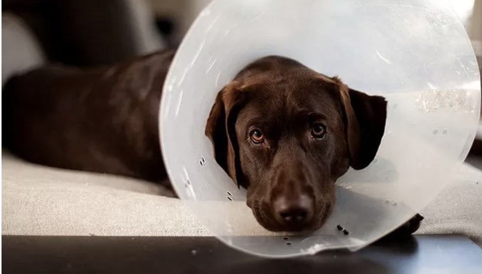 Getting Your Dog Neutered/Spayed (Or Otherwise Undergoing Surgery)? How Can CBD Help?