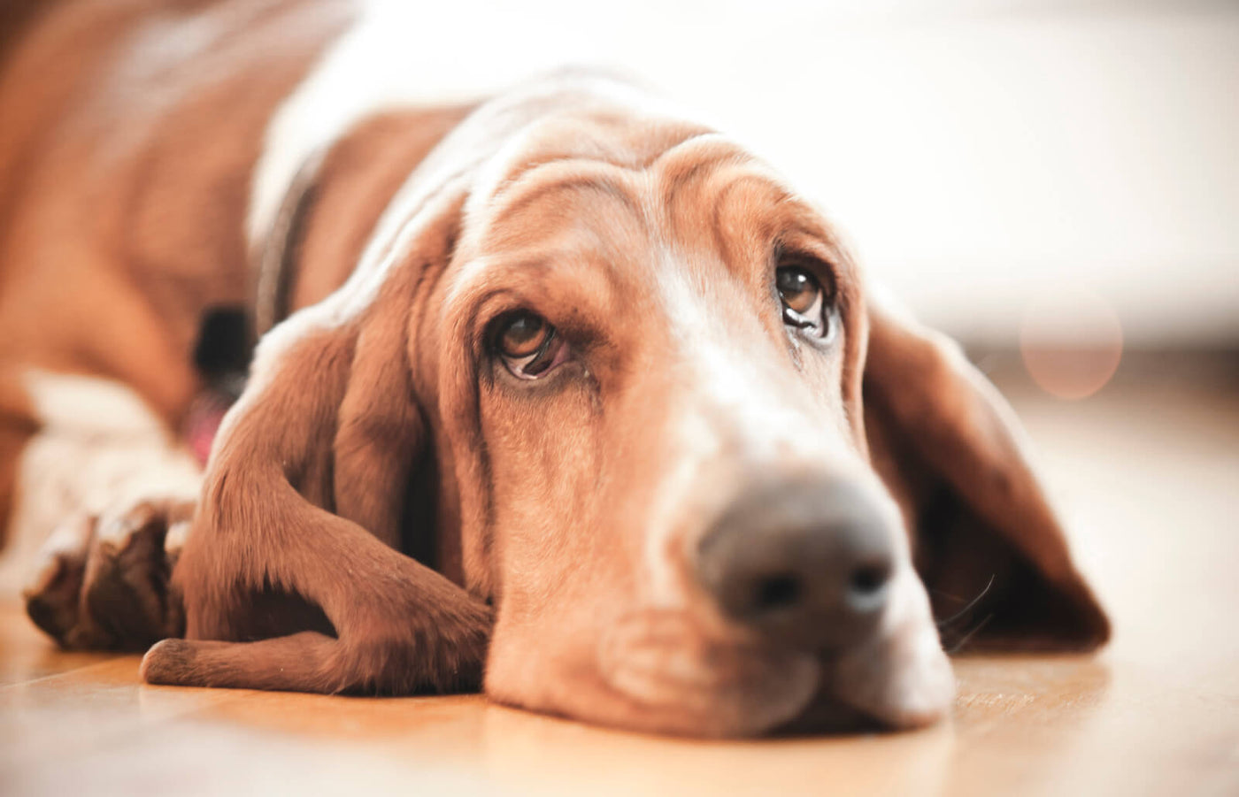Why is My Dog Crying? How CBD Can Help?