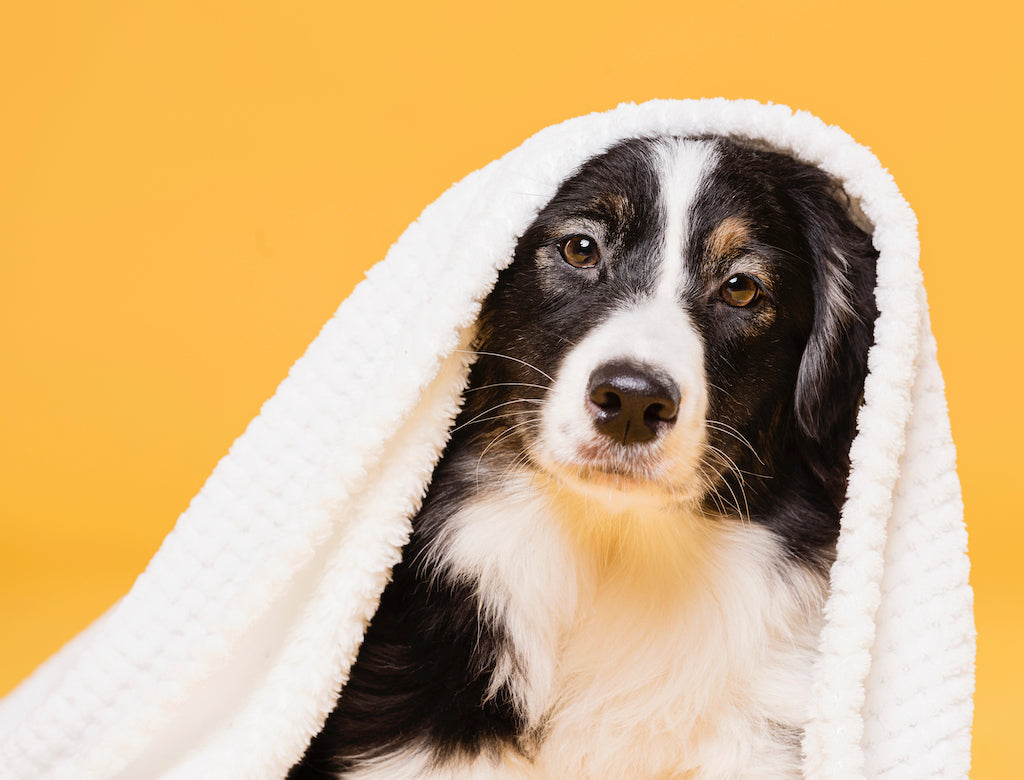 5 Ways to Help Your Dog Deal with 4th of July Fireworks, Including CBD
