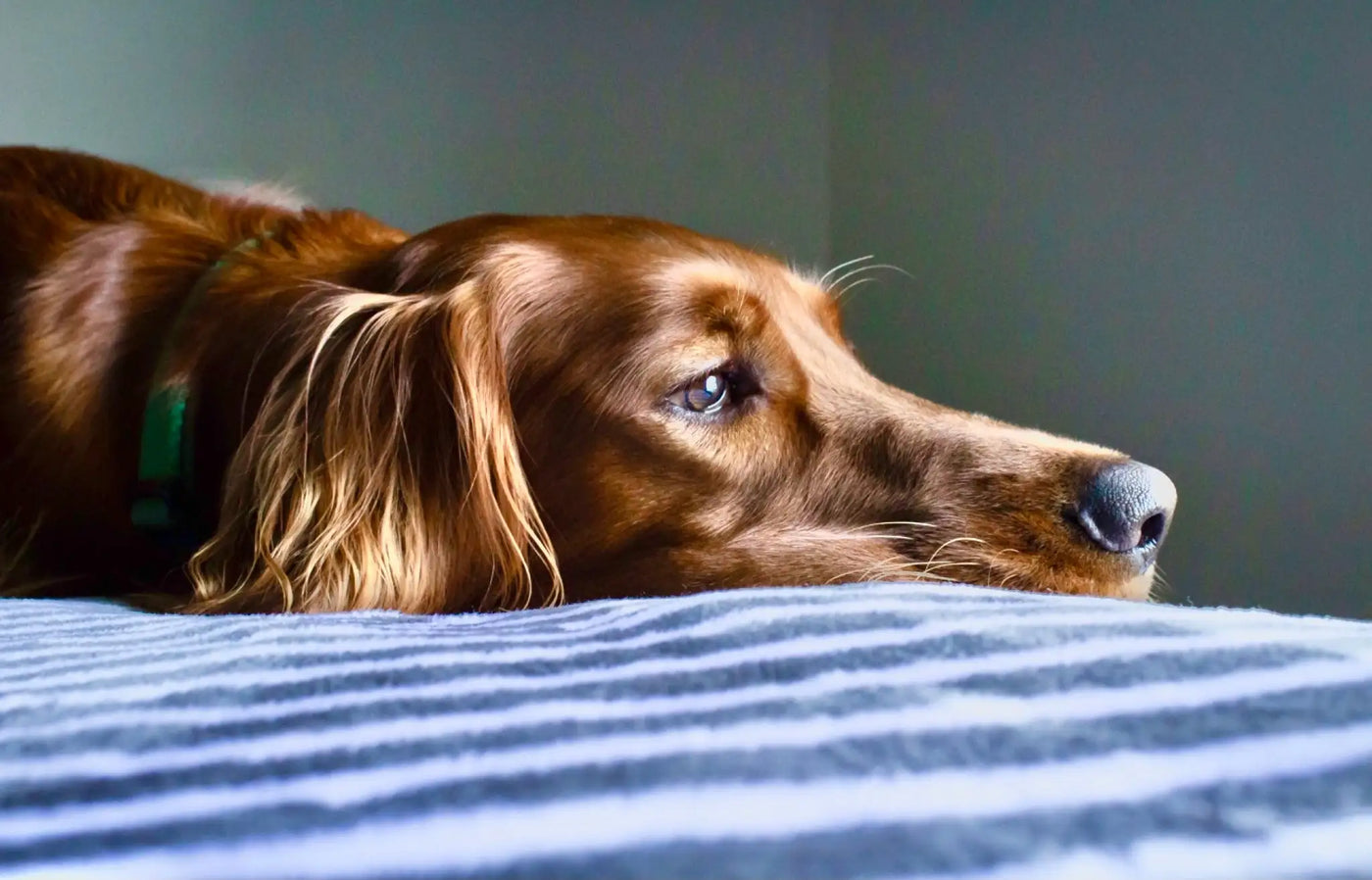 Dog laying down, pet Seizures sign advice CBD 