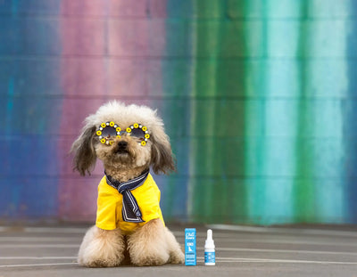 A Comprehensive Guide to Hemp Oil for Pets