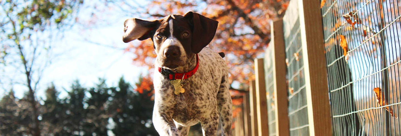5 Ways to Get Your Dog Ready For the Fall