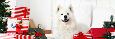 Bringing Your Dog as a Plus One