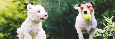 How to Make Sure Your Dog’s Playdate Goes Smoothly – Can CBD Help?