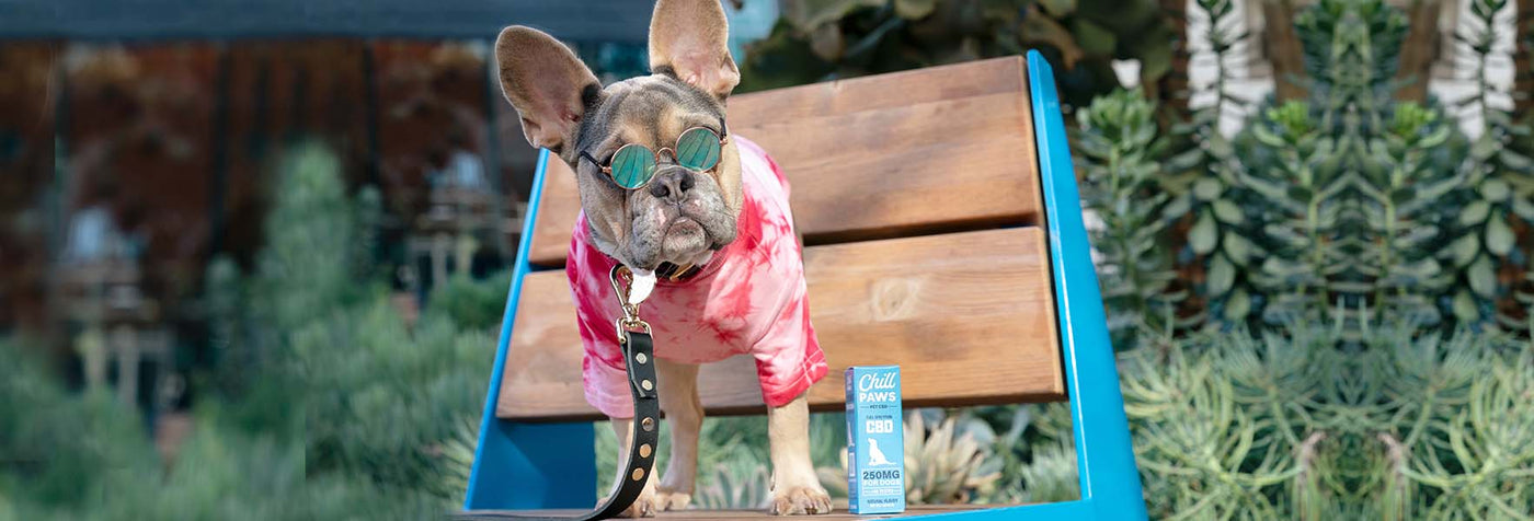 How to Keep Your Dog Safe During the 4th of July