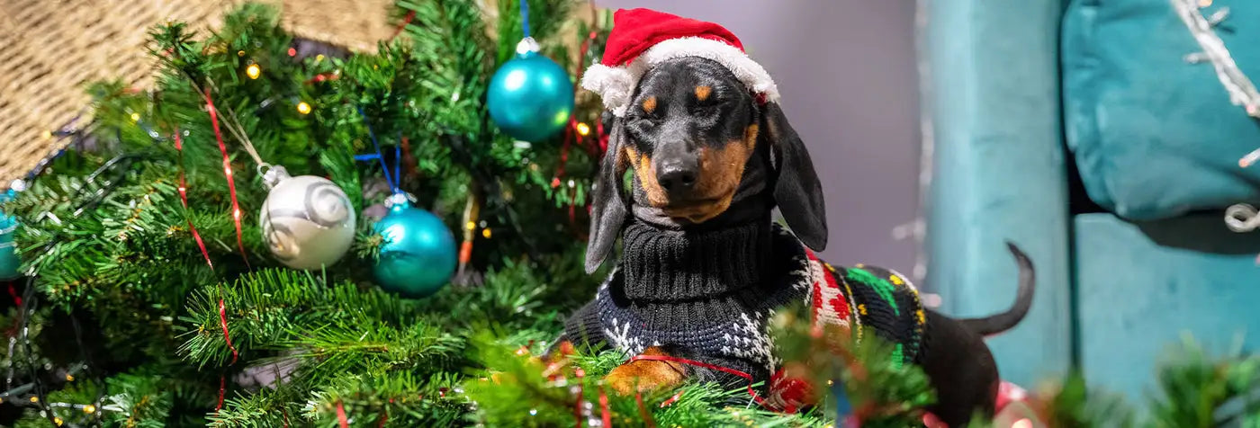 Worried About Your Dog Destroying Your Holiday Decorations?