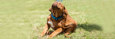 Does Your Dog Have Skin Problems?