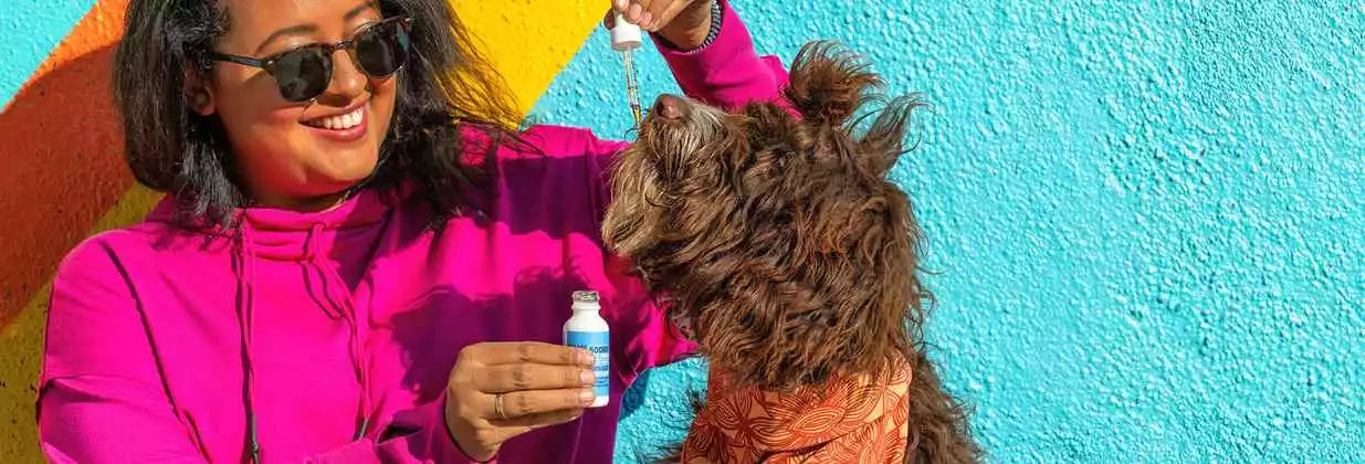 How to Choose the Best CBD Oil for Your Dog