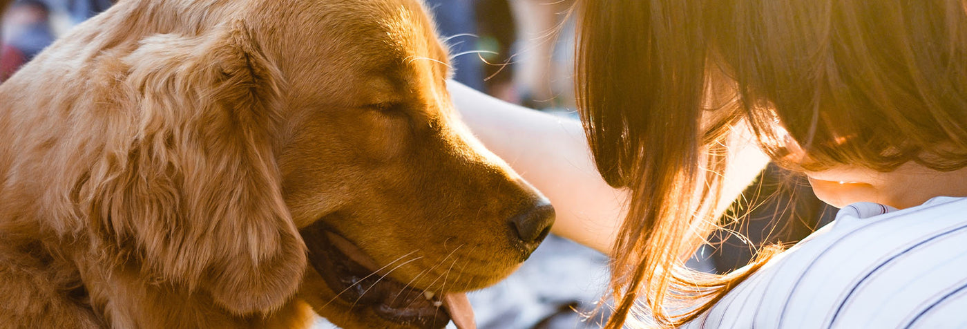 Heat Stroke How to Help Your Dog Beat the Heat!
