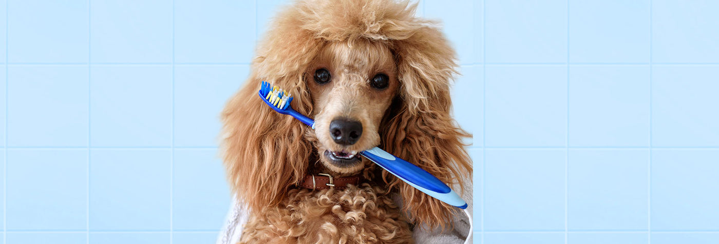How Often Should You Clean Your Dog’s Teeth?
