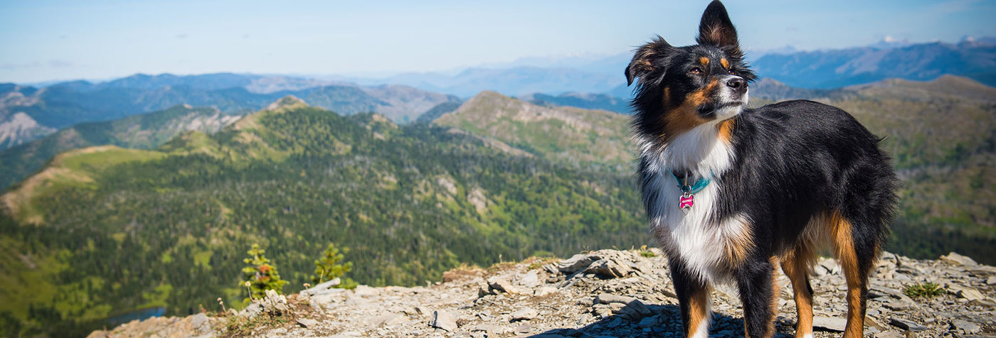 Taking Your Dog on a Hike This Summer? What You Should Know!