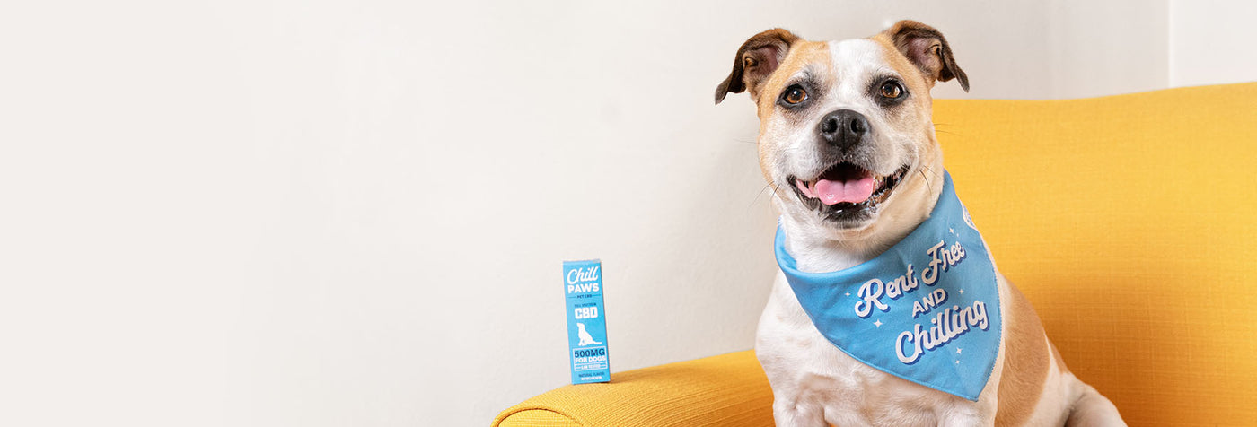 The Key to Keeping Your Dog’s Joints in Shape