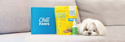 How to Make Your Home More Senior Dog-Friendly
