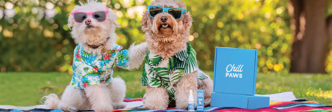 How to Keep Your Dog Safe in the Summer