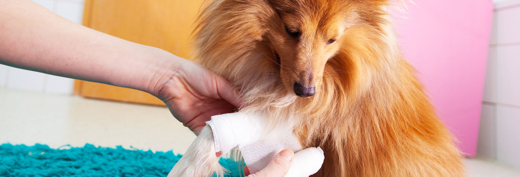 What Does It Mean When Your Puppy Is Limping