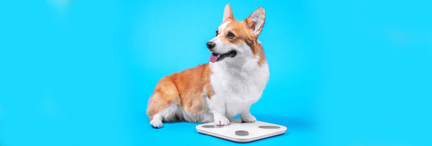 Dog overweight- overfeeding dog- calm dog