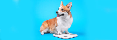 Is Your Dog Obese? 6 Things You Might Be Doing Wrong