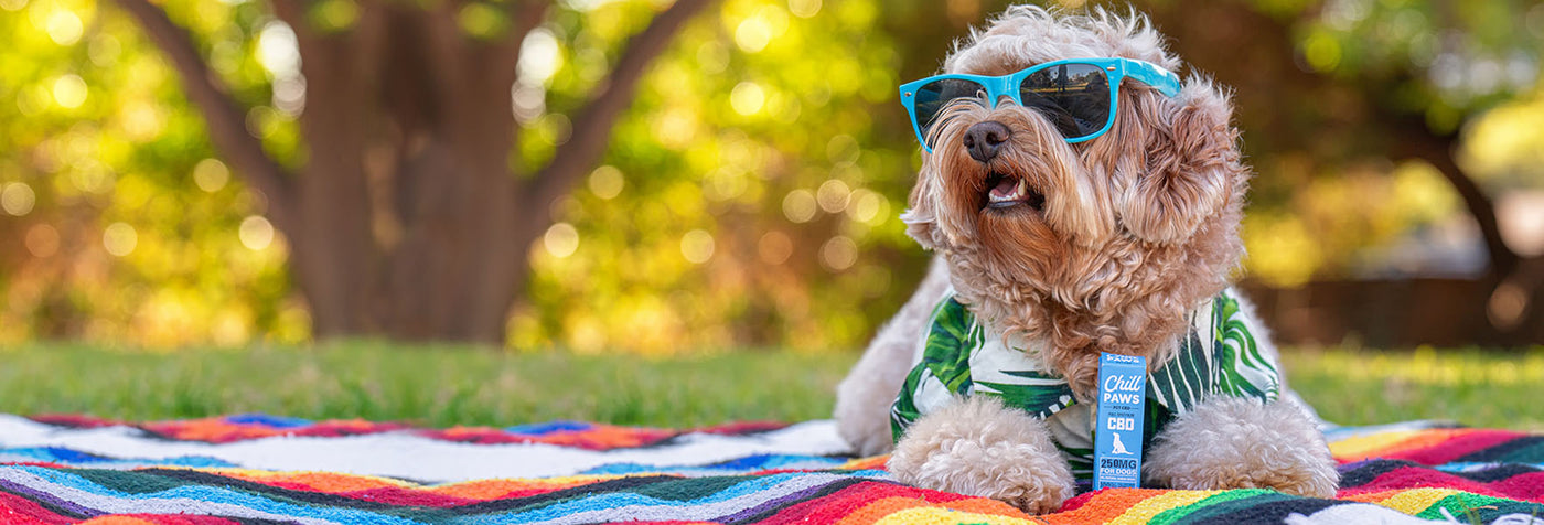 Common Summertime Anxiety Triggers for Dogs