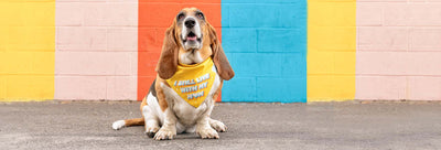 8 Signs Your Dog is Aging