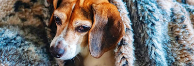 Get Your Dog Ready for the Cold Weather!