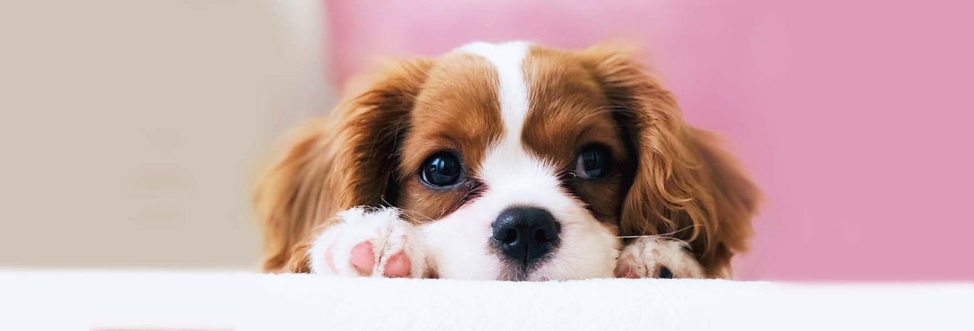Is Your Dog Seeking Attention, or Are They Anxious?