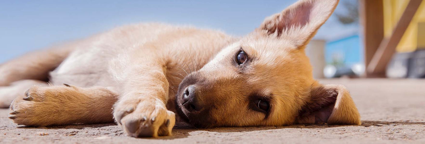 A golden retriever lays his head on the arm of a couch with a sad look on his face