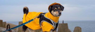 Symptoms and Treatments for Thunderstorm Anxiety in Your Dog