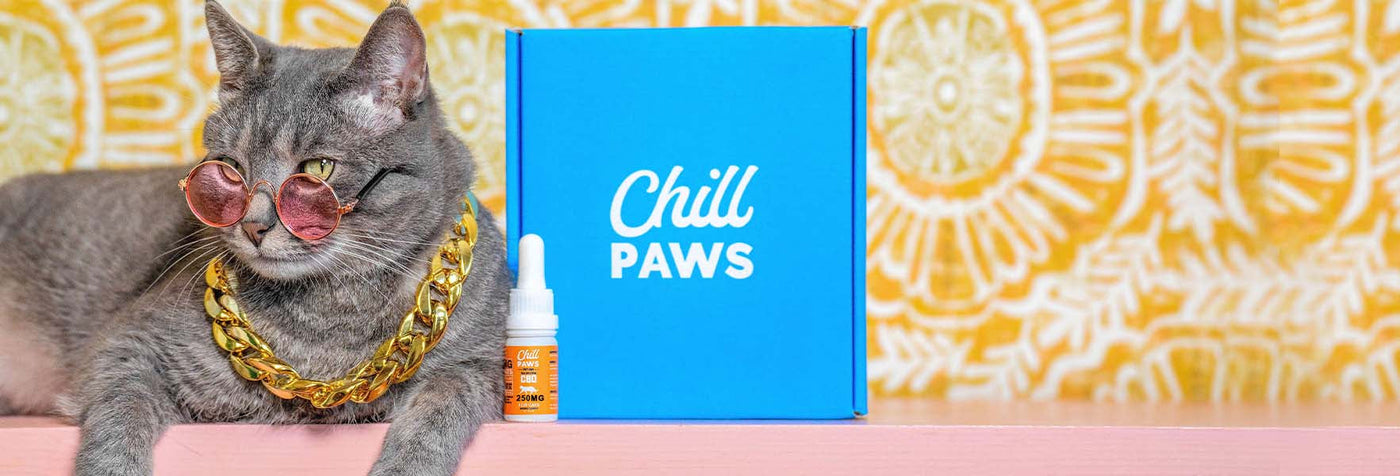 How to Make Your Cat Less Scared of Strangers
