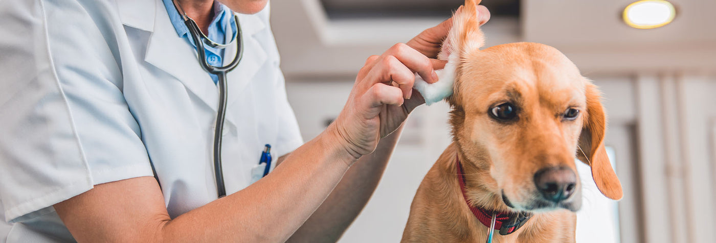 Does Your Dog Have an Ear Infection How CBD Can Help