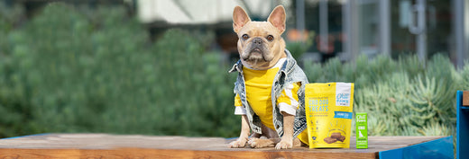 What Should I Look for When Shopping for Pet CBD Products?