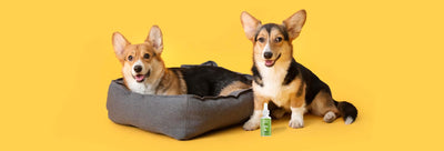 A Pet Owner’s Guide to Health and Wellness at Home