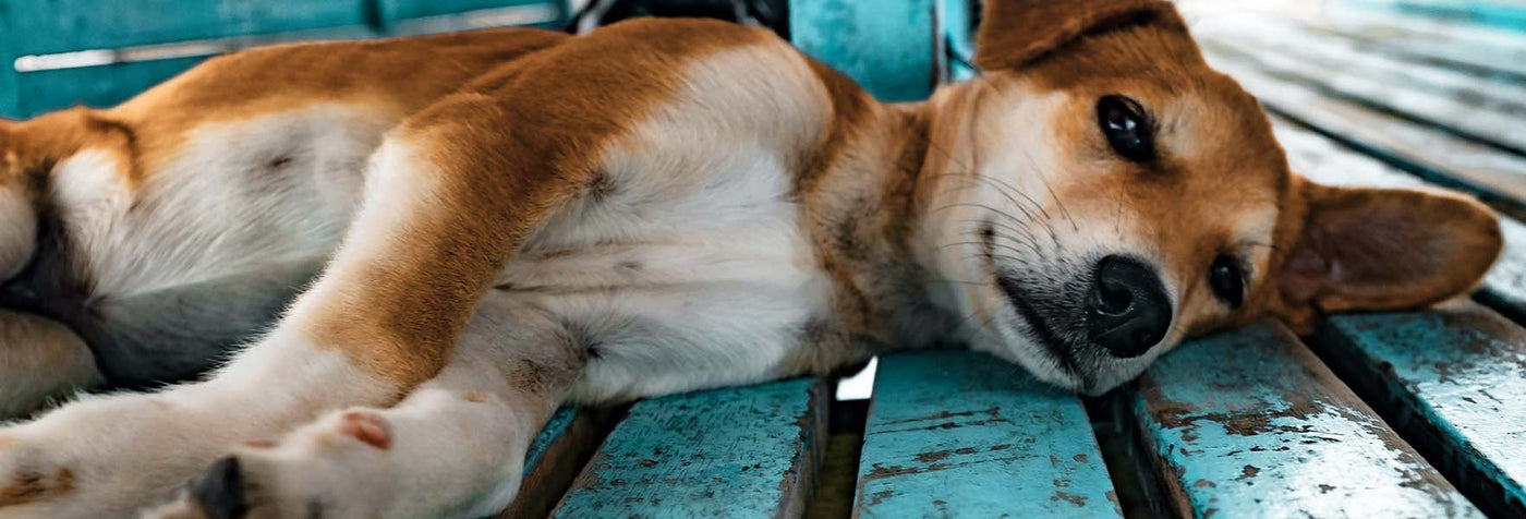 What is Hip Dysplasia and How Can I Help My Dog Who’s Dealing with This Condition?