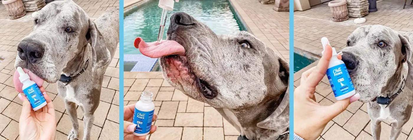 CBD for Pets: Top Benefits for Your Furry Friends