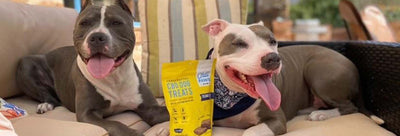 CBD for Pets: Tackling Separation Anxiety Effectively