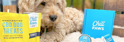 CBD Treats for Dogs & Cats: Healthy and Holistic Aid