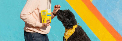 How To Keep Your Dog Safe During Firework Season