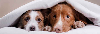 Why Is My Dog Scared of Loud Noises? How Can CBD Help?