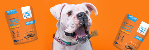 How Do CBD Pumpkin Treats Ease Your Dog’s Stomach Issues?