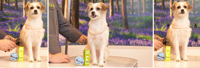 Myths vs Facts About Pet CBD: Navigating the World of Holistic Wellness for Your Furry Friends
